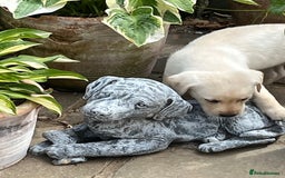 Labrador Retriever dogs for sale: Affectionate and adorable Labrador Puppies - Image 22