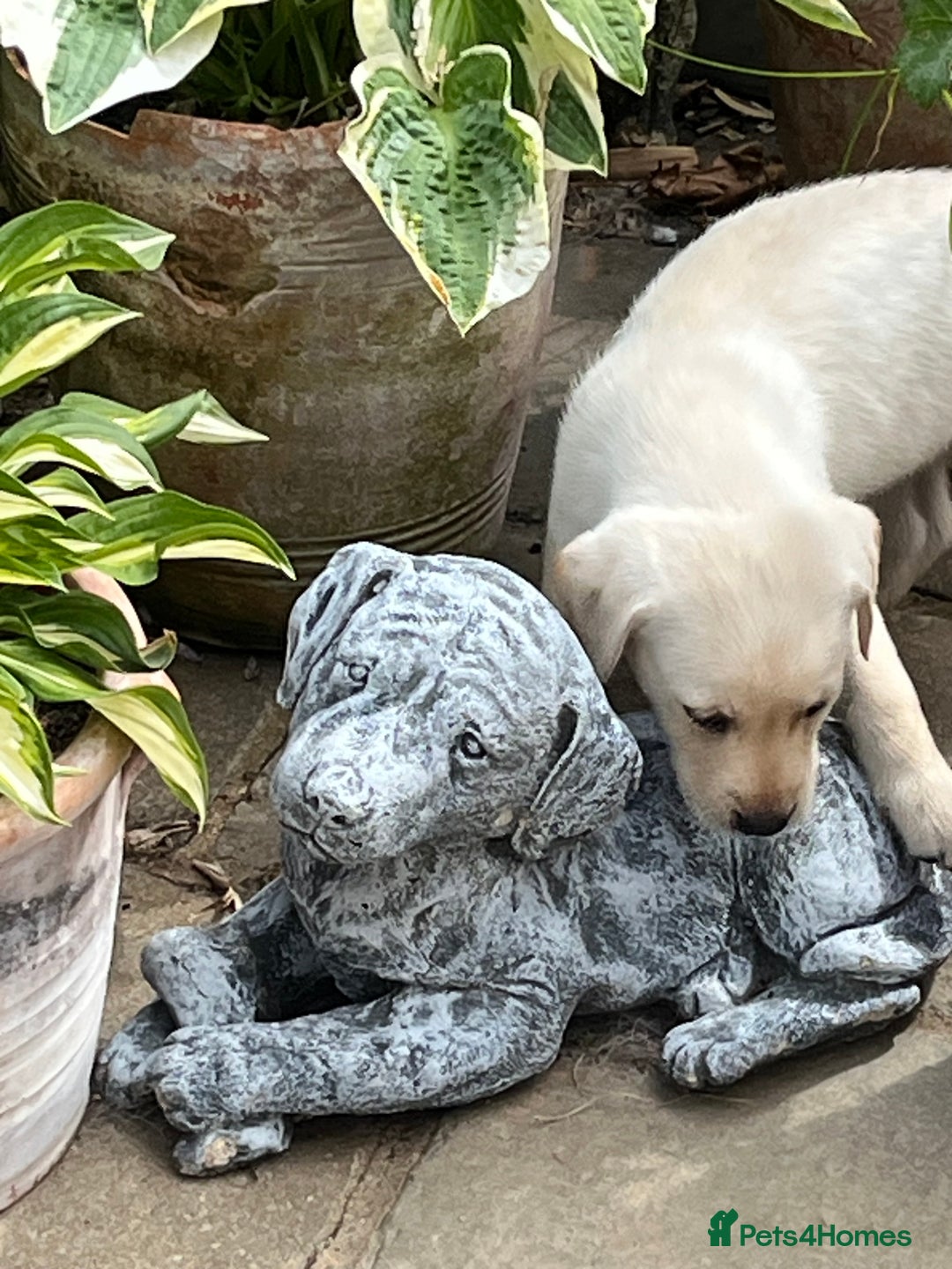 Labrador Retriever dogs for sale: Affectionate and adorable Labrador Puppies - Image 22