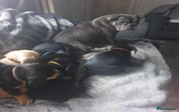 Mixed Breed dogs for sale: Frocker puppies for sale- ready to leave  - Image 5