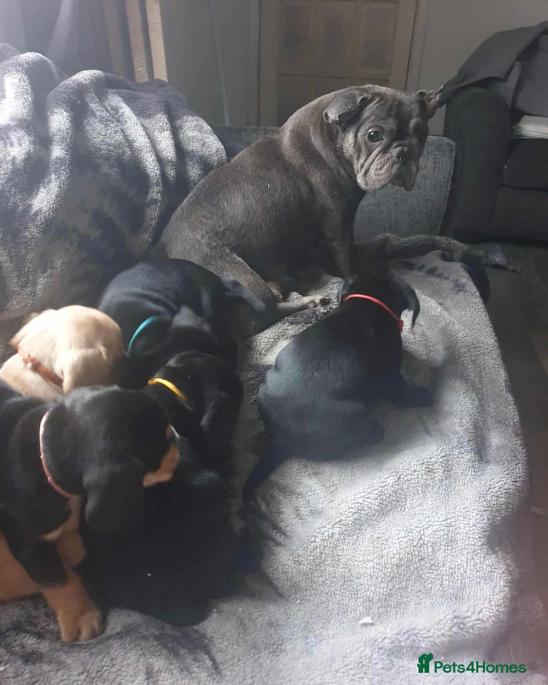 Mixed Breed dogs for sale: Frocker puppies for sale- ready to leave  - Image 5