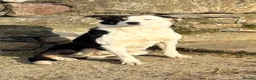 Border Collie dogs for sale: 6 Border Collie Puppies 🐾 - Advert 9