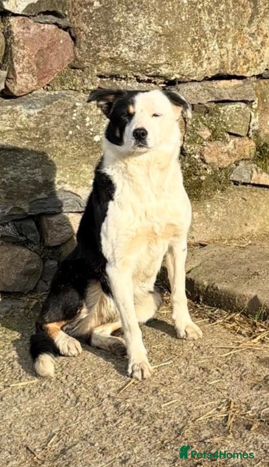 Border Collie dogs for sale: 6 Border Collie Puppies 🐾 - Advert 9