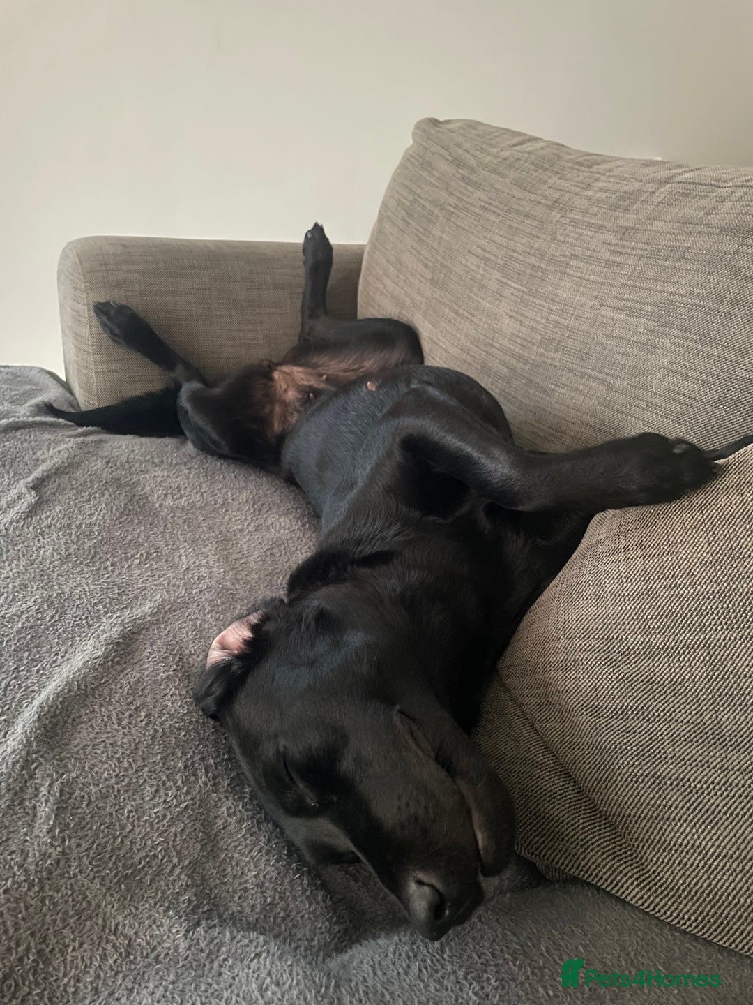 Labrador Retriever dogs for sale: Young female black lab  - Image 2