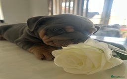 English Bulldog dogs for sale: Stunning KC Registered English Bulldog Puppies - Image 15