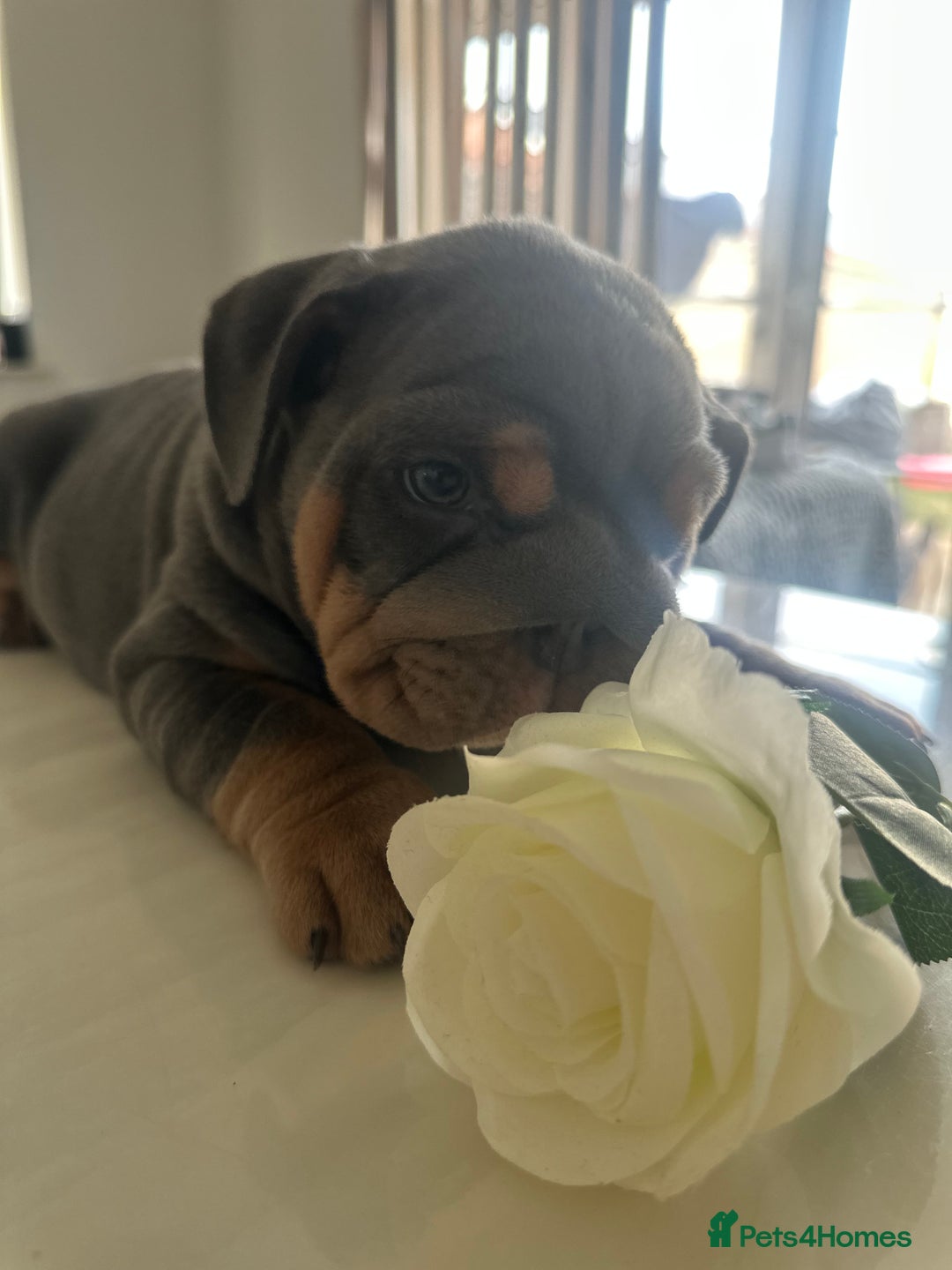 English Bulldog dogs for sale: Stunning KC Registered English Bulldog Puppies - Image 15