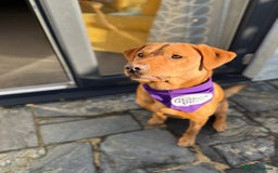 Labrador Retriever dogs for sale: Fox Red Labrador Pup's - Expressions of Interest - Advert 2