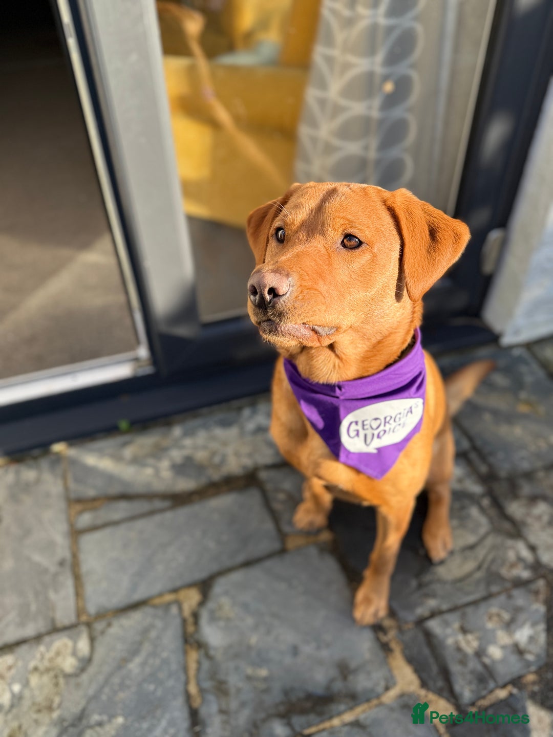 Labrador Retriever dogs for sale: Fox Red Labrador Pup's - Expressions of Interest - Advert 2