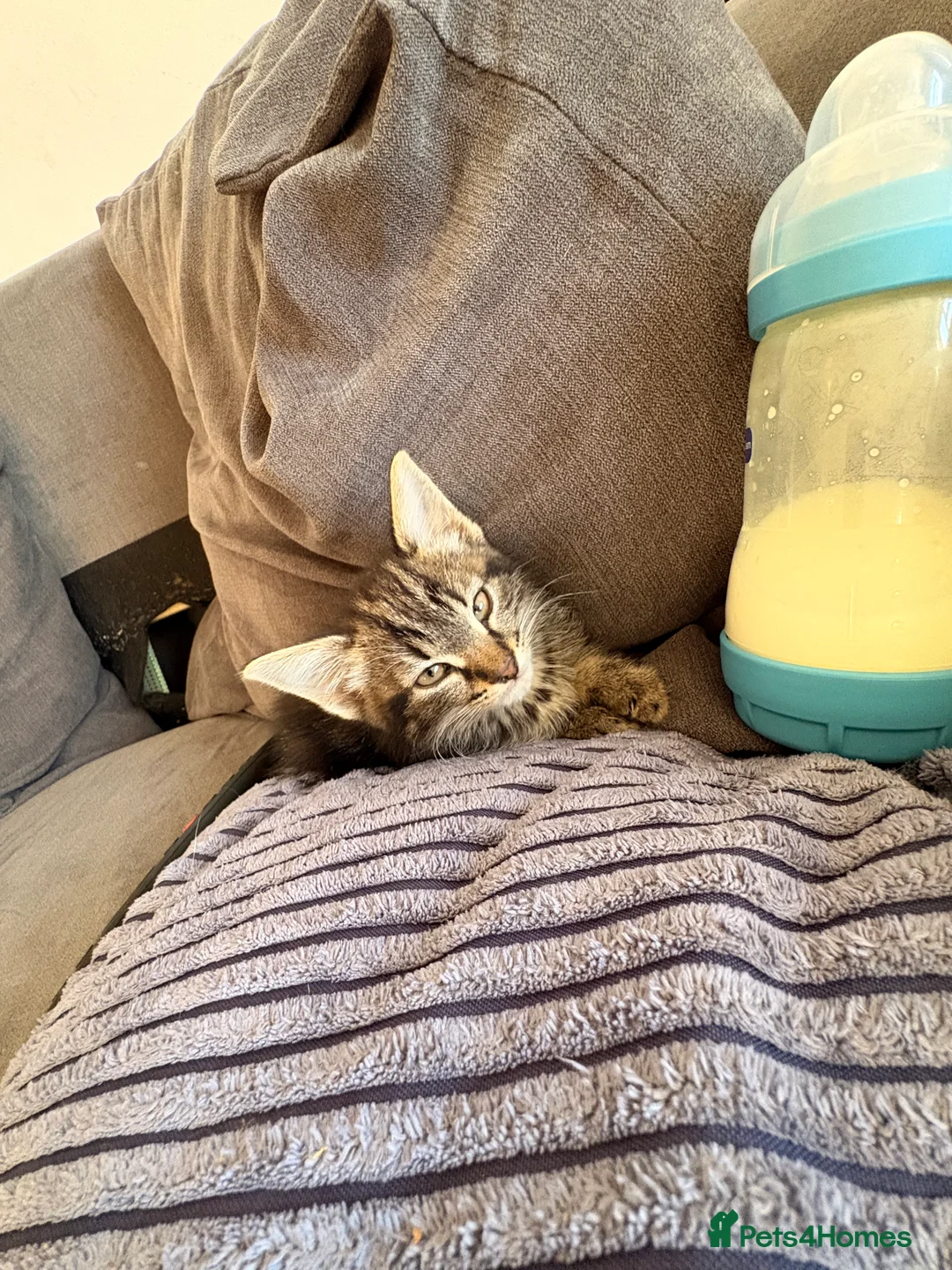 Mixed Breed cats for sale: Half bengal and Norwegian forest cat in Worcester Park - Advert 6