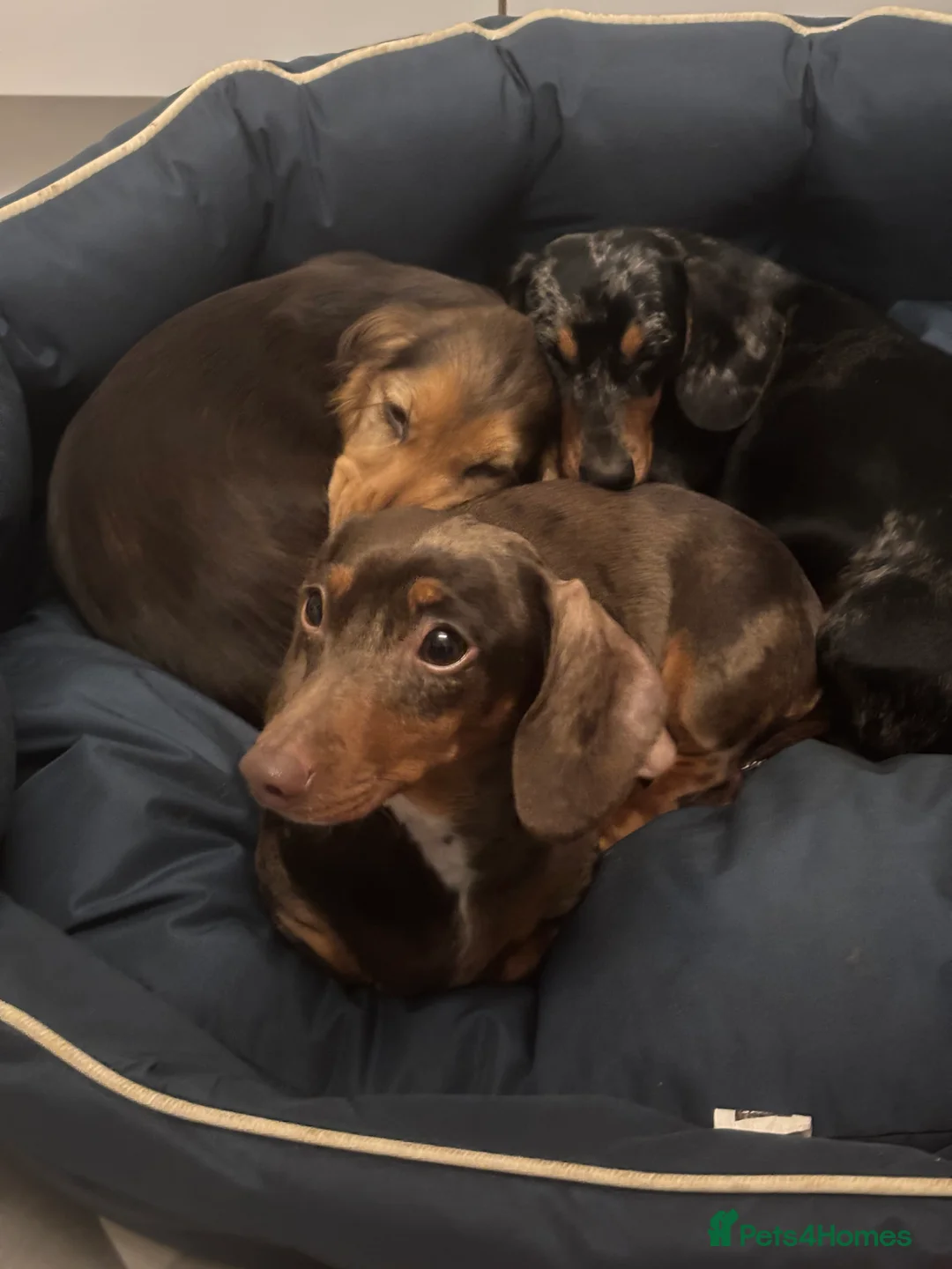 Miniature Dachshund dogs for sale: Miniature Dachshund For Sale - Advert 1