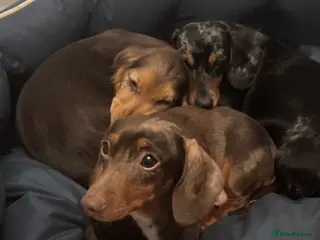 Miniature Dachshund dogs Miniature Dachshund For Sale - Advert 4