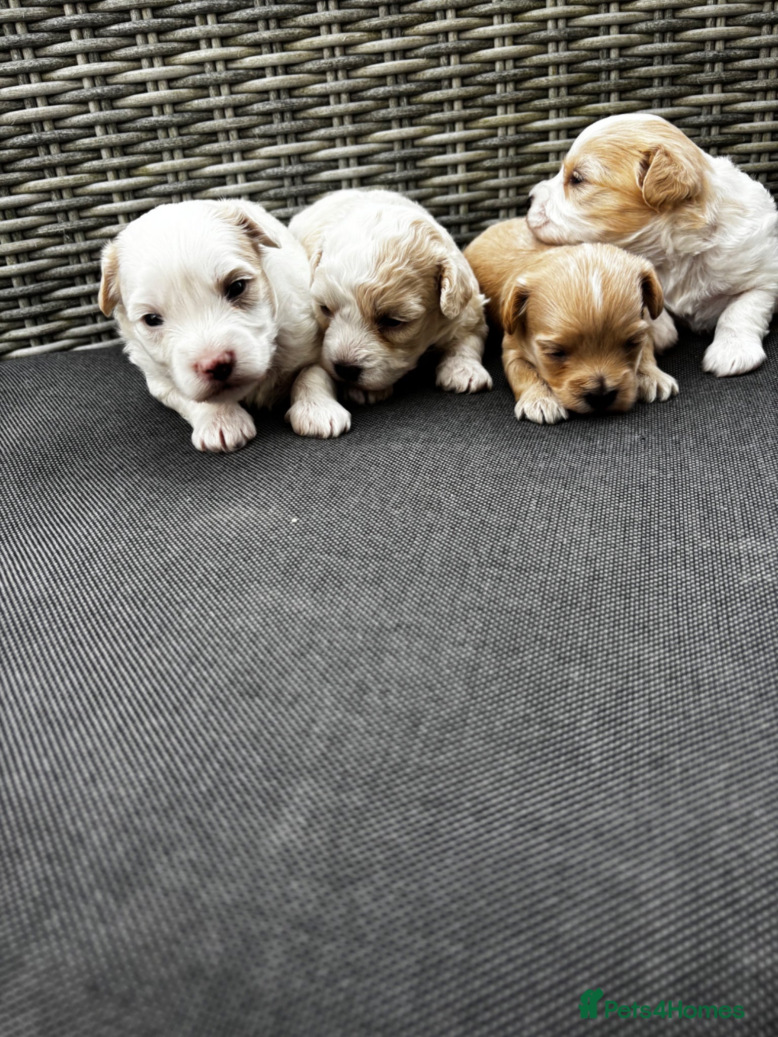Maltipoo dogs 🐾 exceptional teddy bear maltipoo 🐾 - Advert 2