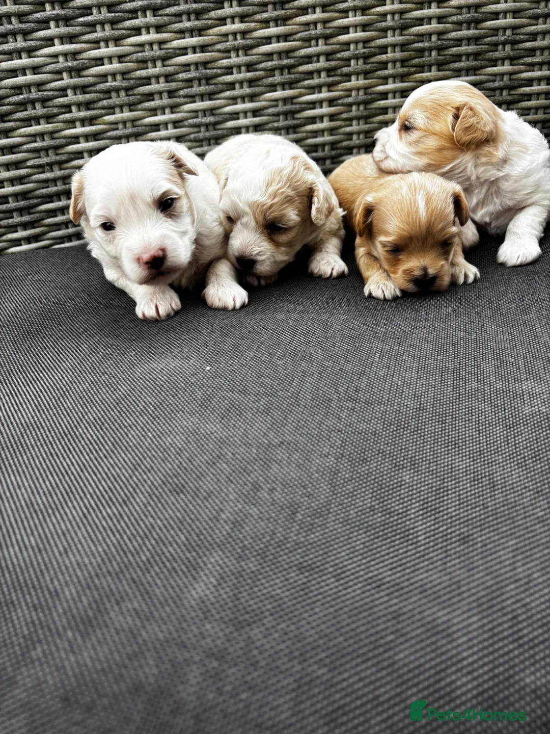 Maltipoo dogs for sale: 🐾 exceptional teddy bear maltipoo 🐾 - Advert 1
