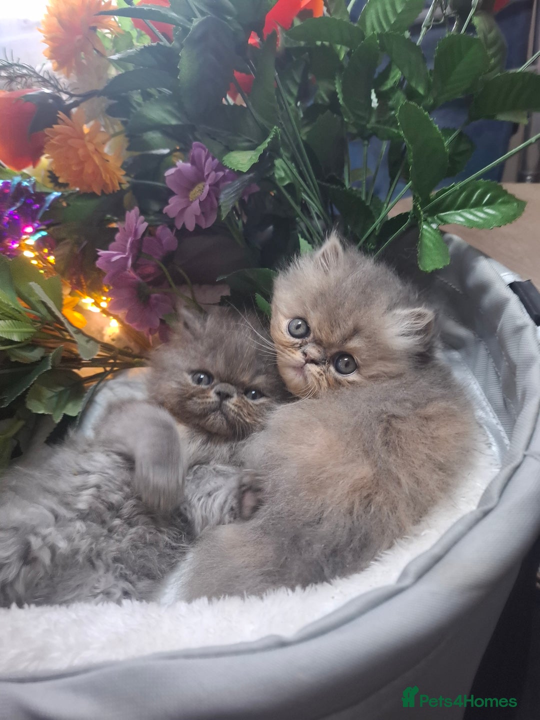 Persian cats for sale: Blue Persian kittens  - Image 8