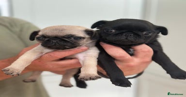 Pug dogs - Advert 6