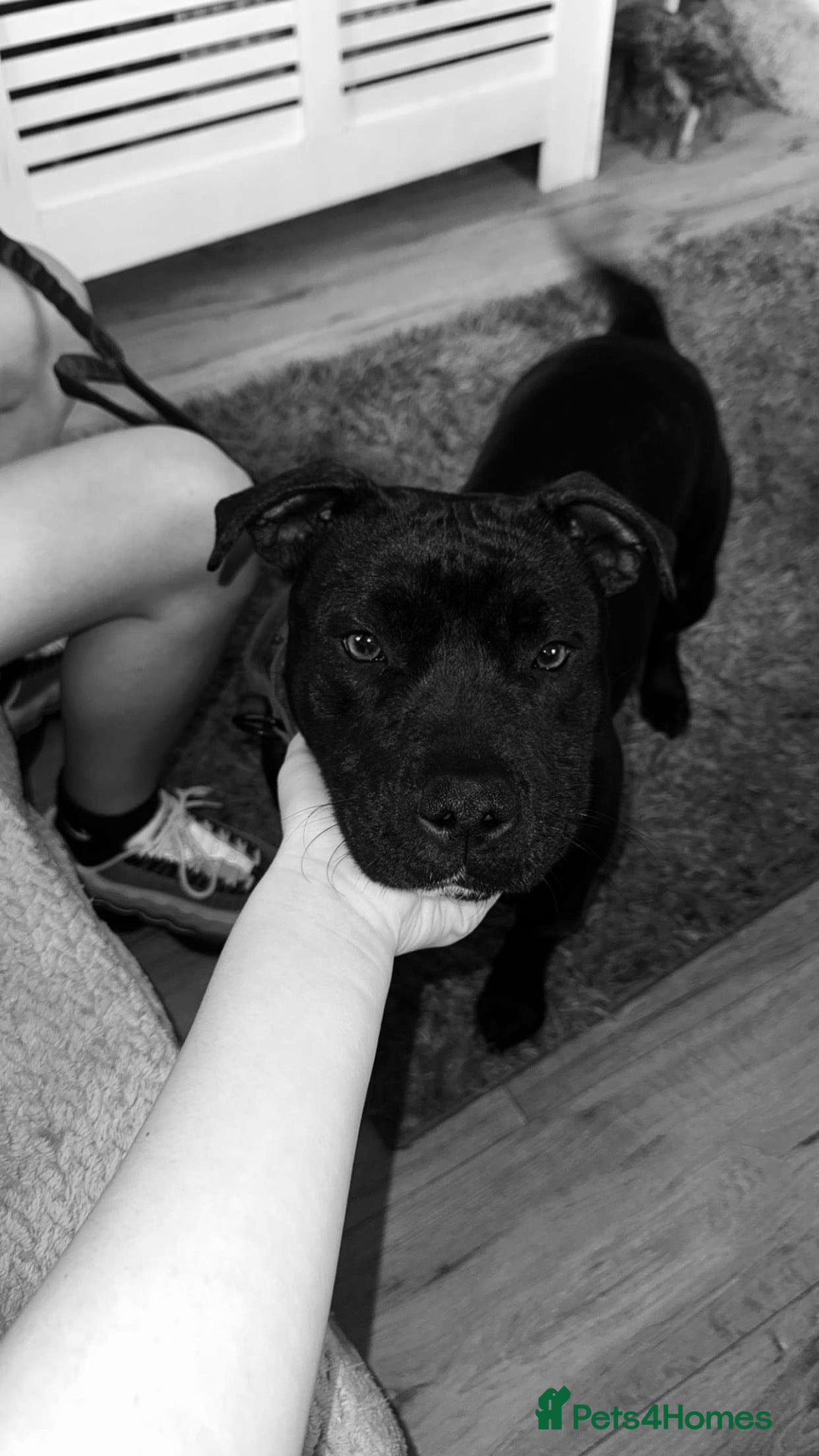Staffordshire Bull Terrier dogs Staffordshire bull terrier’s  - Advert 5