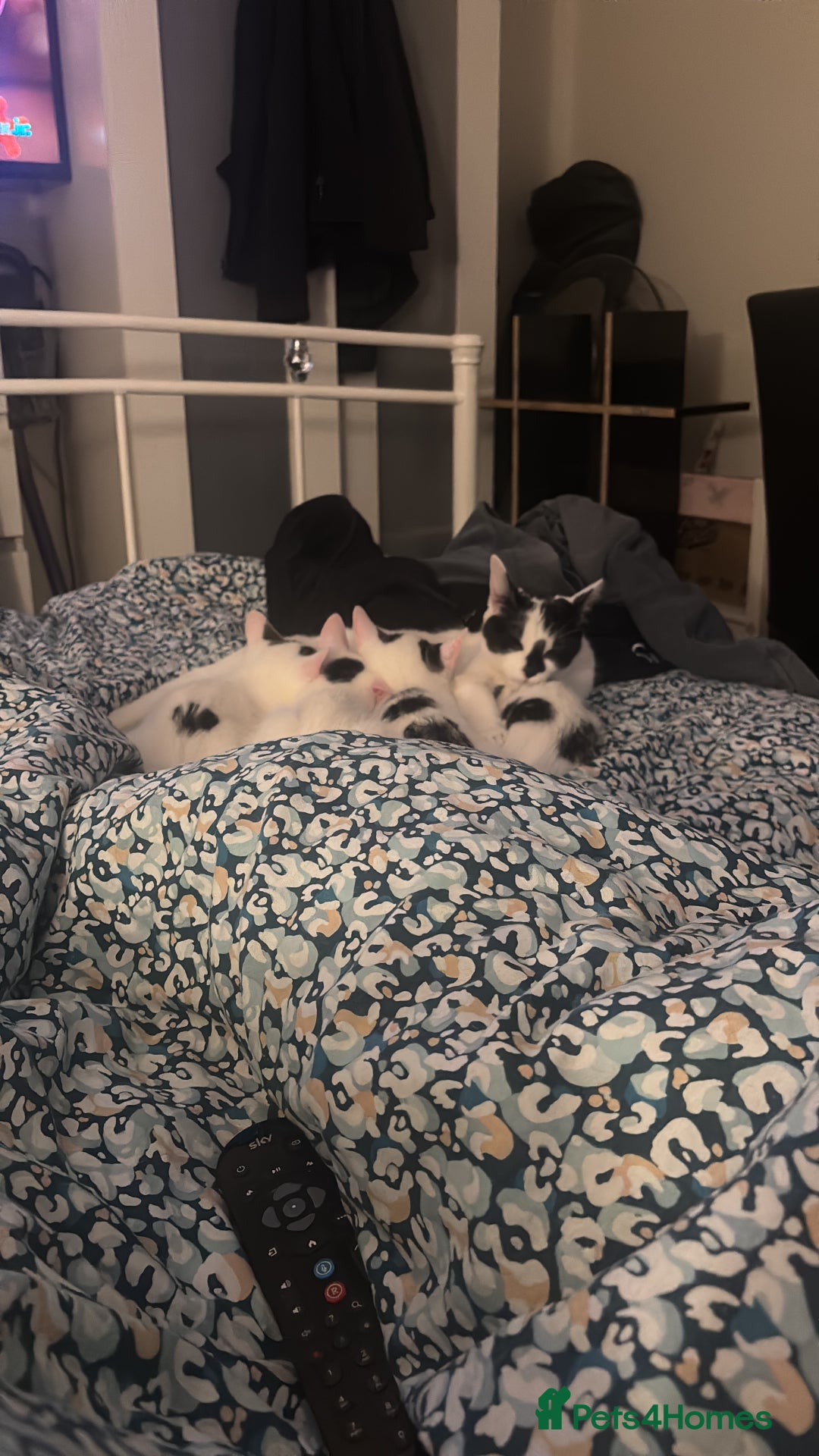 Domestic Shorthair cats for sale: Kittens 2 boys and 1 girl - Advert 3