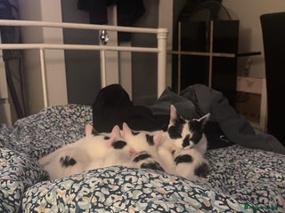 Domestic Shorthair cats Kittens 2 boys and 1 girl - Advert 17