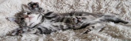 Maine Coon cats for sale: MAINE COONE KITTENS POLYDACTYL&NON POLYDACTYL   - Advert 11