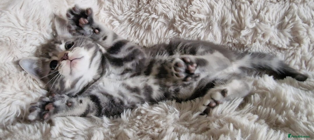 Maine Coon cats for sale: MAINE COONE KITTENS POLYDACTYL&NON POLYDACTYL   - Advert 11