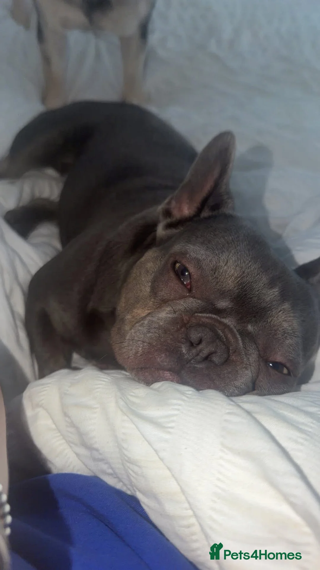 French Bulldog dogs for sale: KC registered female French bulldog for sale  - Advert 1