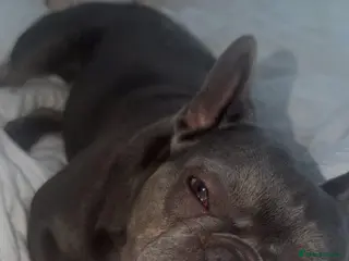 French Bulldog dogs KC registered female French bulldog for sale - Advert 2