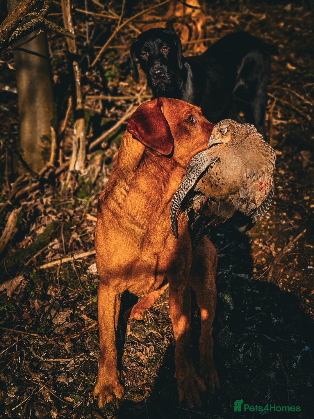 Labrador Retriever dogs for stud: Health tested- Kc registered Fox Red Labrador for  in York - Image 9