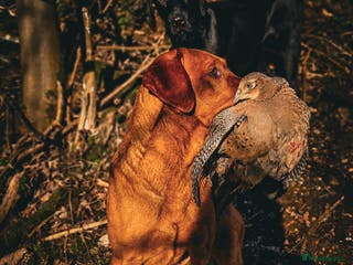 Labrador Retriever dogs Health tested- Kc registered Fox Red Labrador for in York - Advert 4