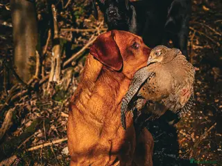 Labrador Retriever dogs Health tested- Kc registered Fox Red Labrador for in York - Advert 18