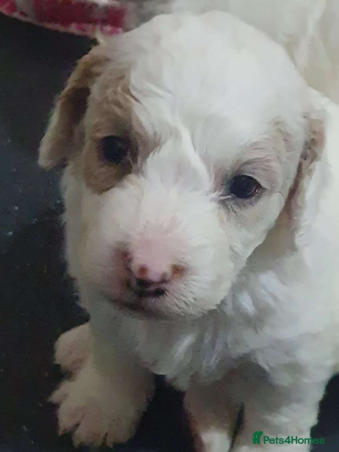 Mixed Breed dogs for sale: Beautiful little of cavapoochon puppies - Advert 12