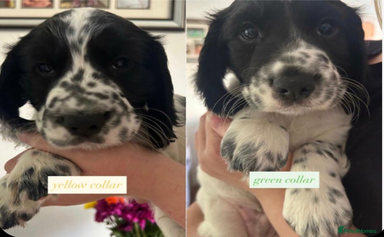 Sprocker dogs - Advert 2