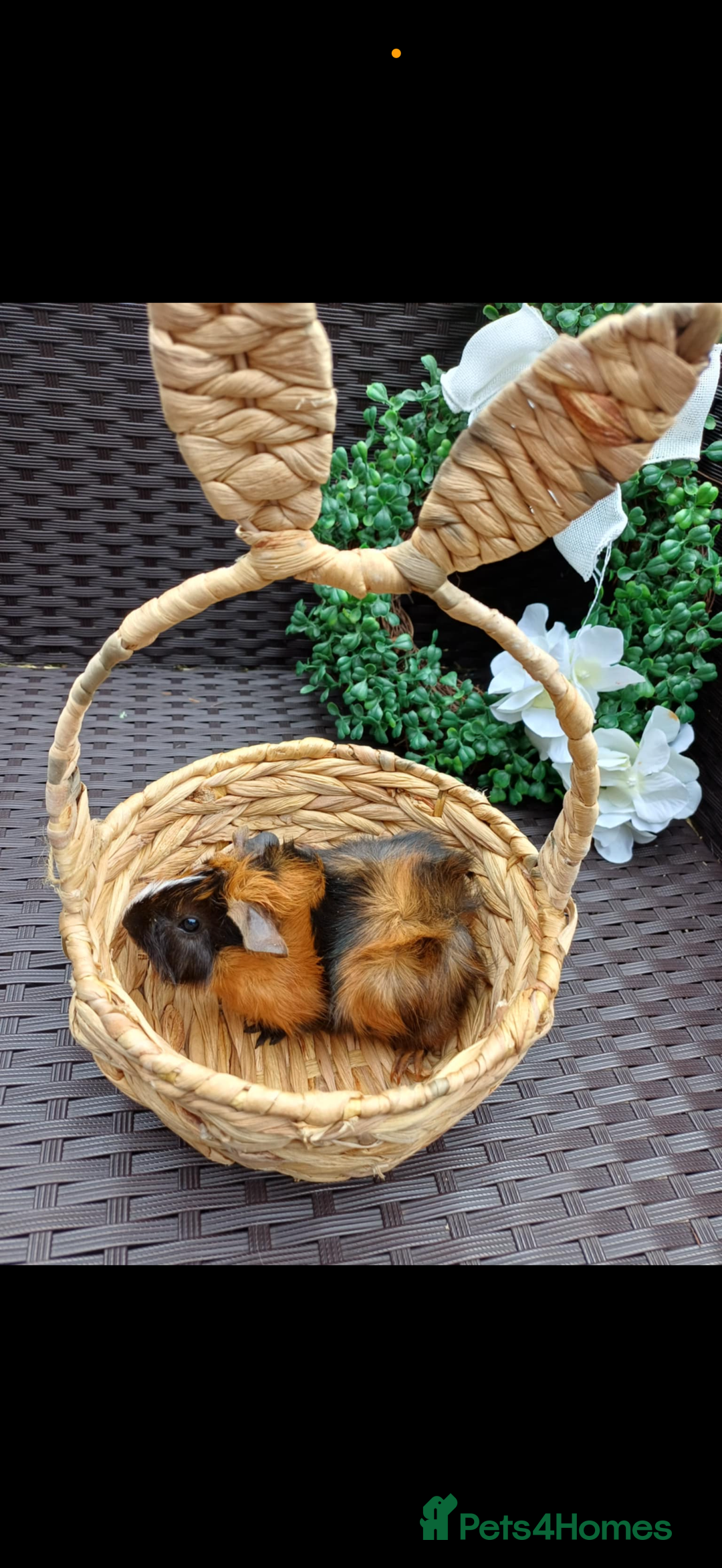 Guinea Pig rodents for sale: 3 long haired baby guinea pig babys - Image 6
