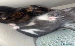 Mixed Breed cats for sale: Kittens  - Image 7