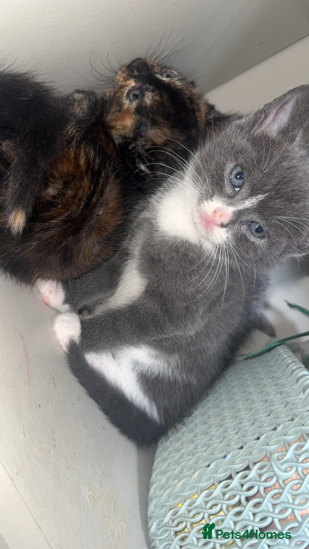 Mixed Breed cats for sale: Kittens  - Image 7