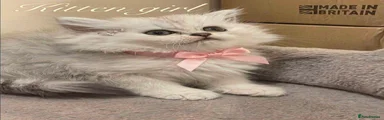 Persian 4