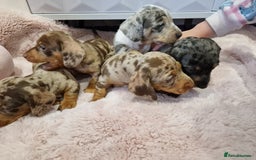 Miniature Dachshund dogs for sale: Available now💕🐾miniature dachshund  - Image 1