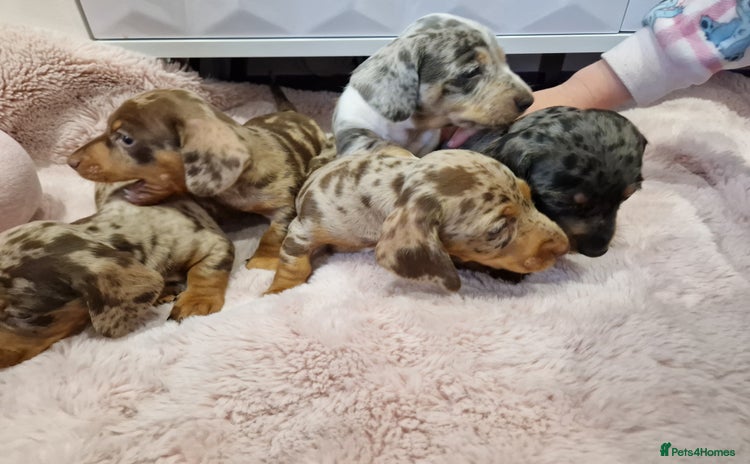Miniature Dachshund dogs - Advert 16