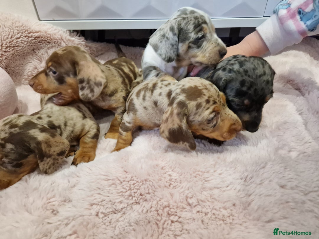 Miniature Dachshund dogs for sale: Available now💕🐾miniature dachshund  - Image 1
