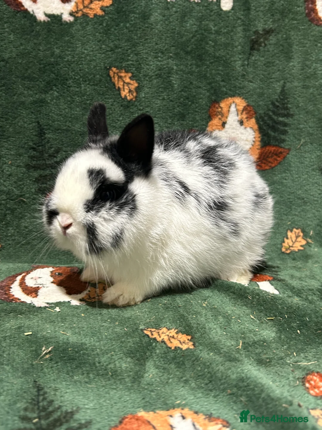 Netherland Dwarf rabbits for sale: Baby Netherland dwarfs Ready now  - Advert 2