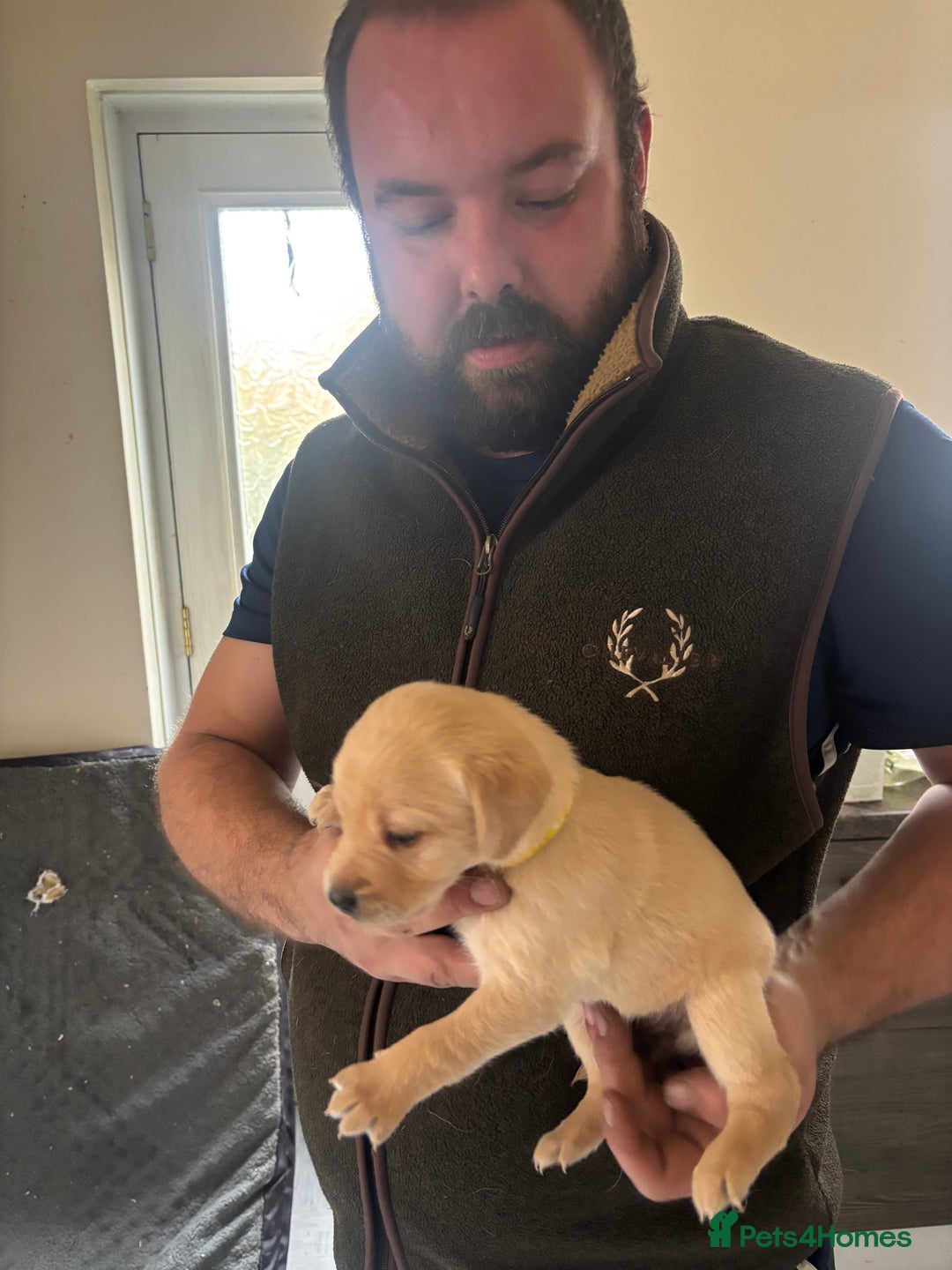 Labrador Retriever dogs for sale: Fox red Labrador - Advert 19