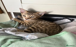 Bengal cats for sale: Last bengal boy left  - Image 1