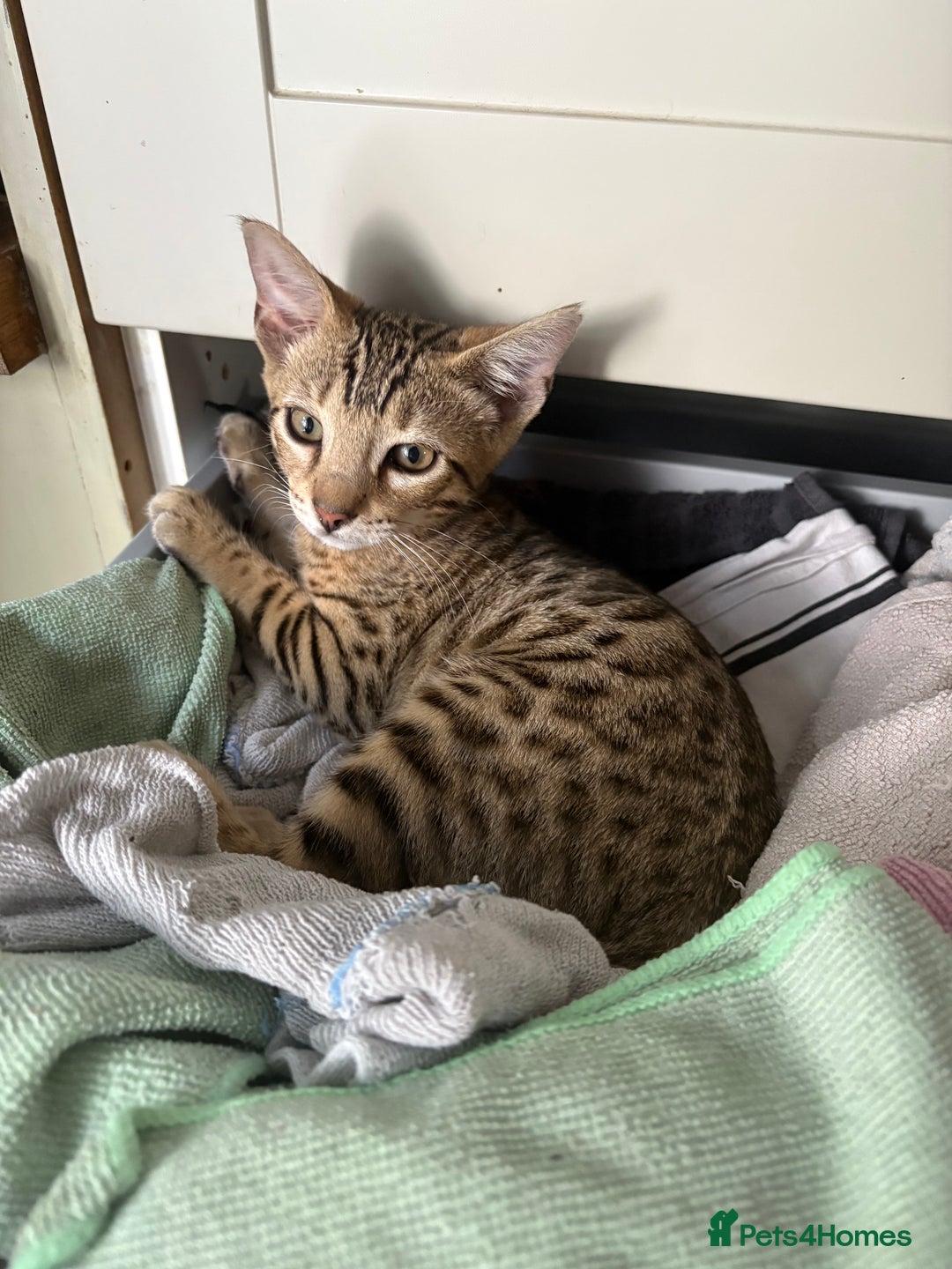 Bengal cats for sale: Last bengal boy left  - Image 1
