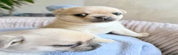 Pug dogs for sale: Pug x Pomeranian mixed breed puppies 🐕 - Advert 9