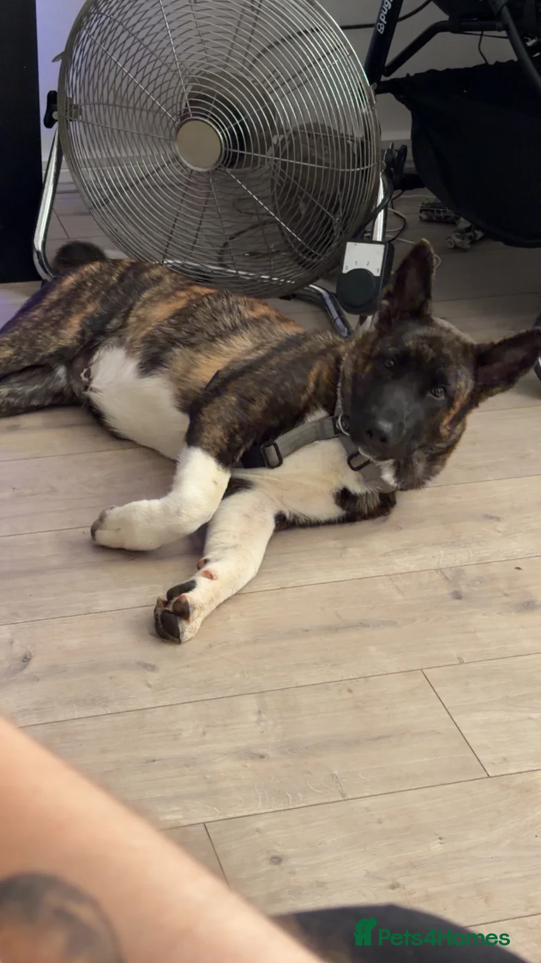 Akita dogs for sale: American Akita male - Advert 2