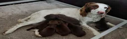 Sprocker dogs for sale: Sprocker pups for sale ( Springer x Cocker) - Advert 20