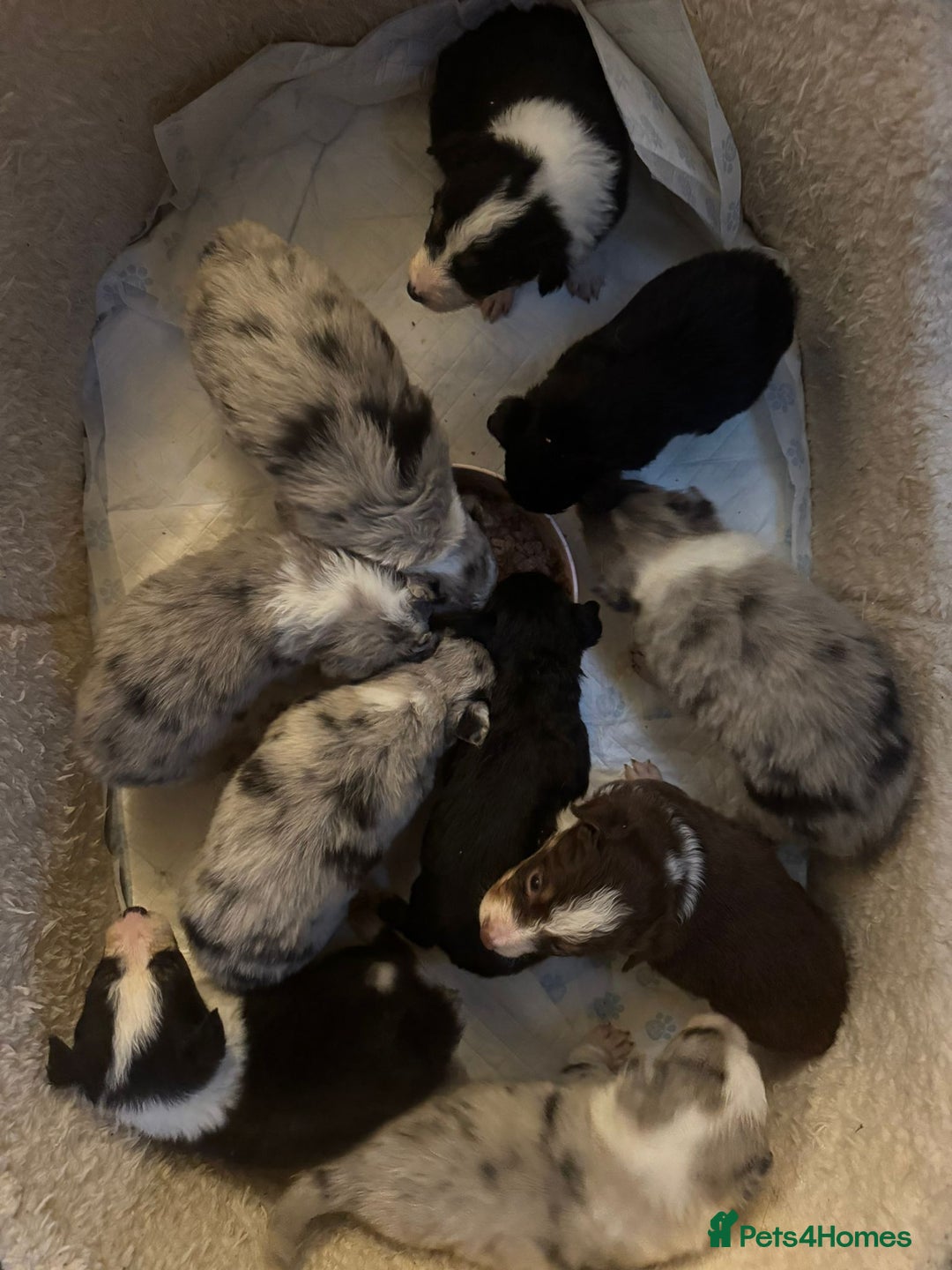 Border Collie dogs for sale: REDUCED BORDER COLLIE PUP  - Advert 7