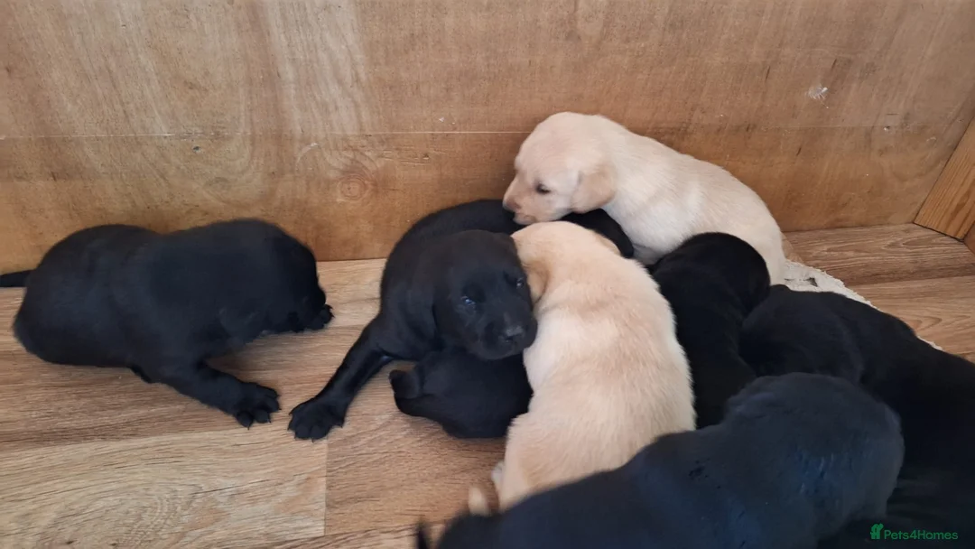 Labrador Retriever dogs for sale: Kc Registered Labrador Retriever Puppies - Advert 2