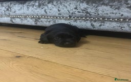 Labrador Retriever dogs for sale: Kc reg black working Labrador puppies  - Image 12