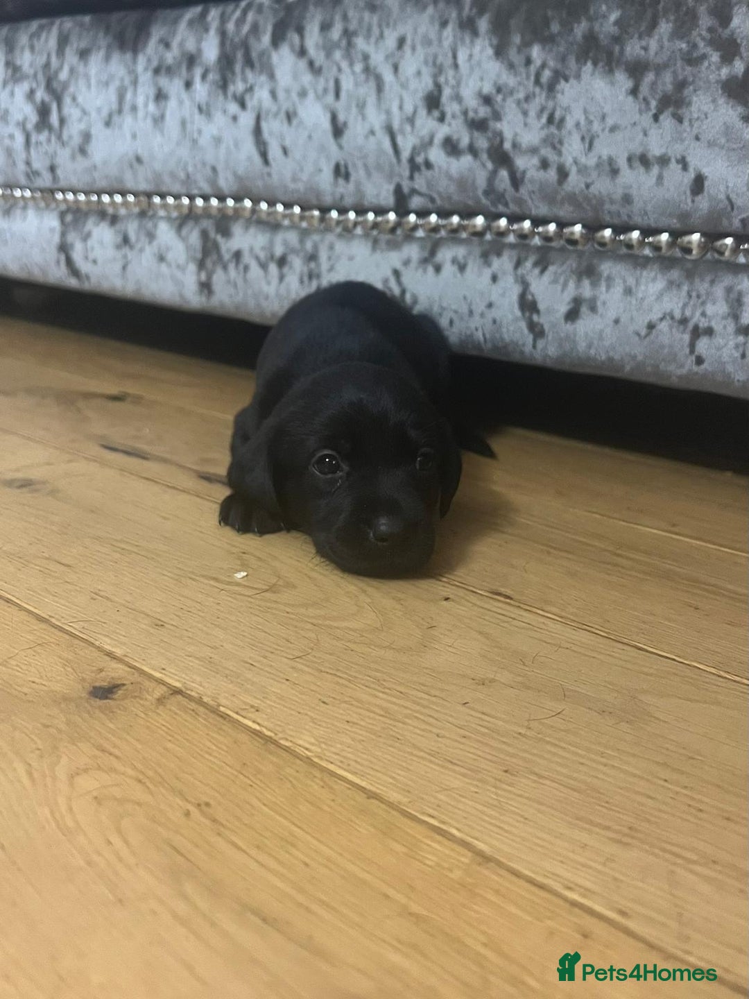Labrador Retriever dogs for sale: Kc reg black working Labrador puppies  - Image 12