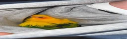 Conures birds for sale: Female Conure for sale  - Advert 4