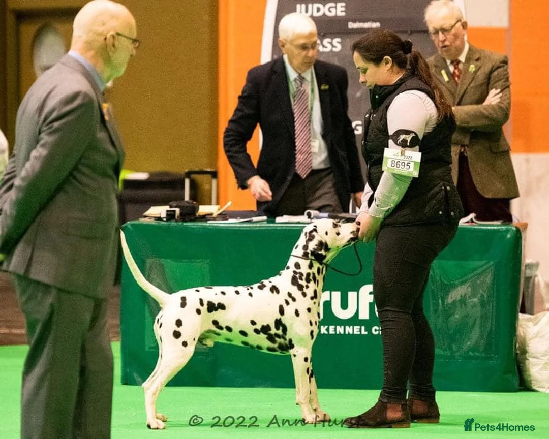 Dalmatian dogs for stud: Health tested, tv and advert star Dalmatian   in Aberdare - Advert 23